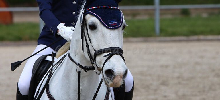 Foto des Ponys Barholts Blue Shadow