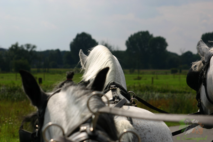 Blick vom Kutschbock