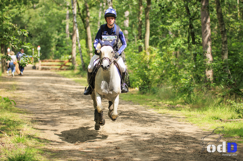 Foto des Ponys Ballyerk Sergeant Pepper