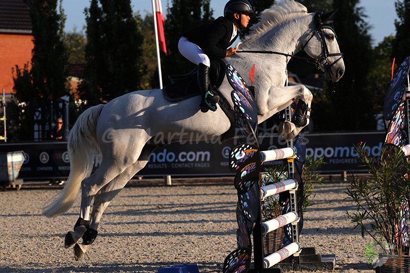 Foto des Ponys Alibi de la Buqueuse