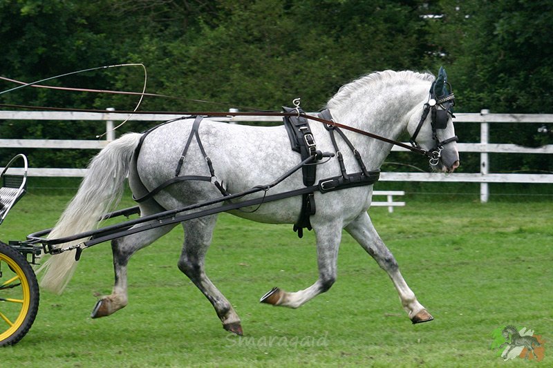 Foto des Ponys Groken Gun