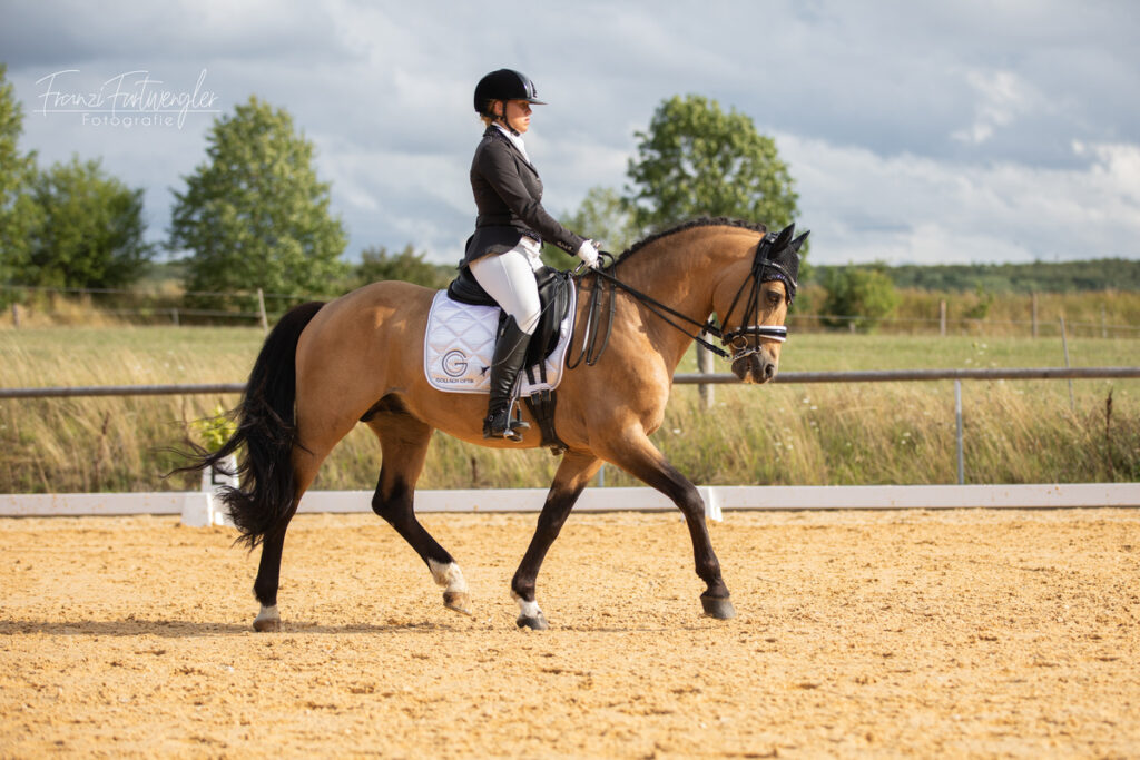 Foto des Ponys Champions League 12