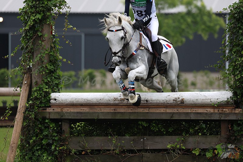 Foto des Ponys Babylon Night Graves