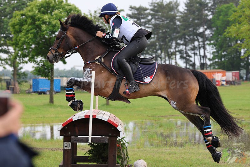 Foto des Ponys Elliott du Cocapi