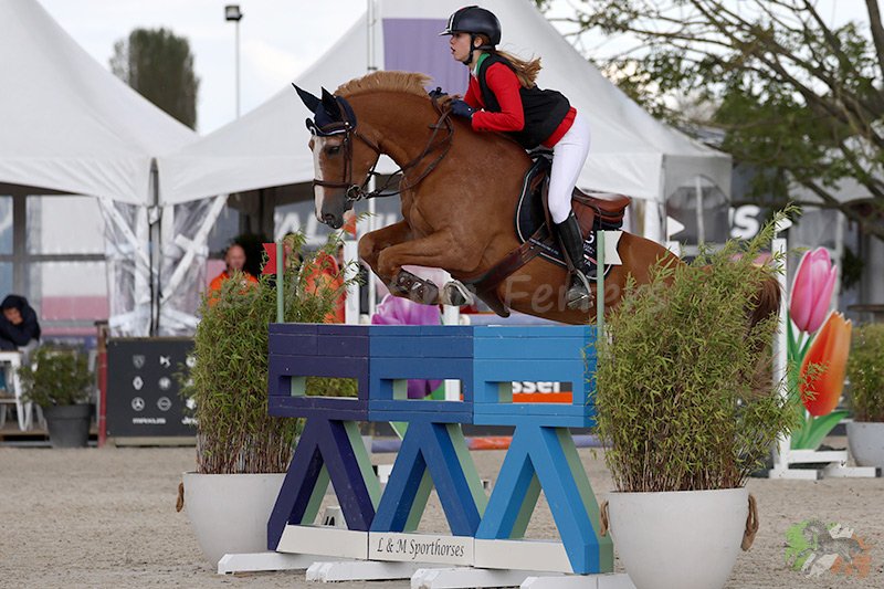 Foto des Ponys Vainqueur de Lalande