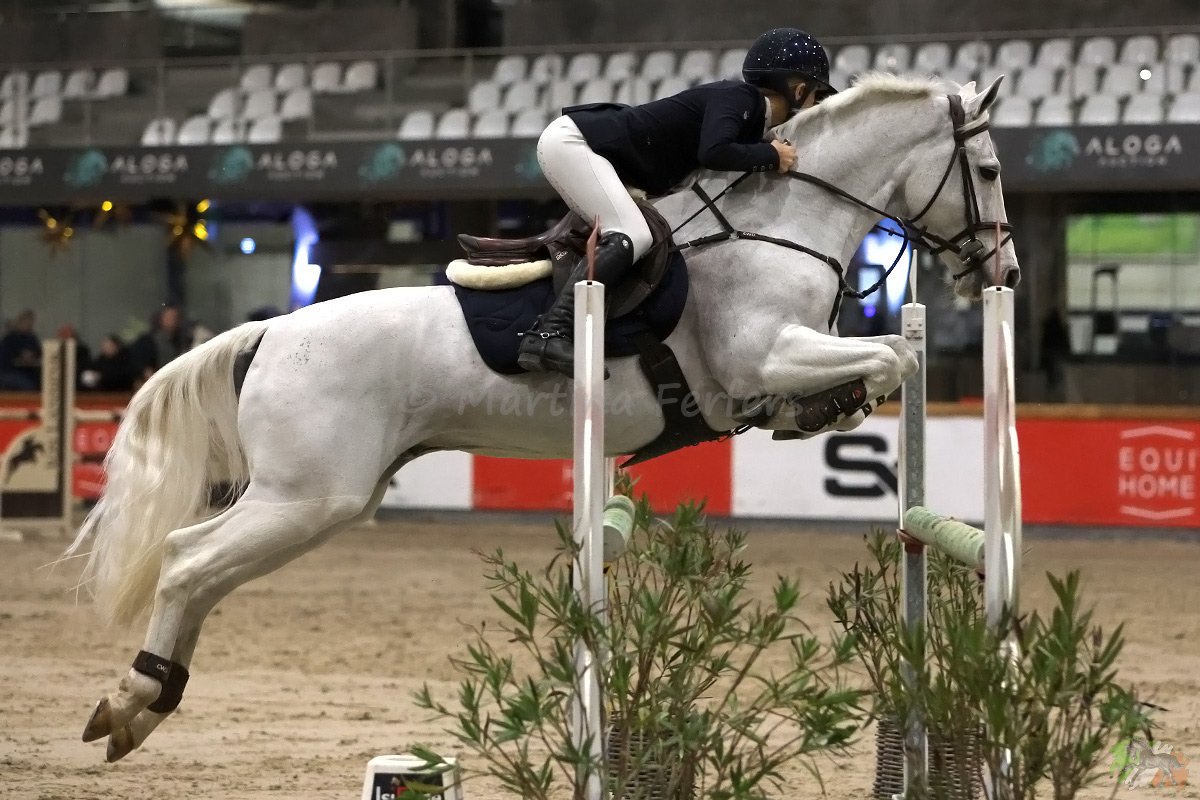 Foto des Ponys Shamrock du Gite