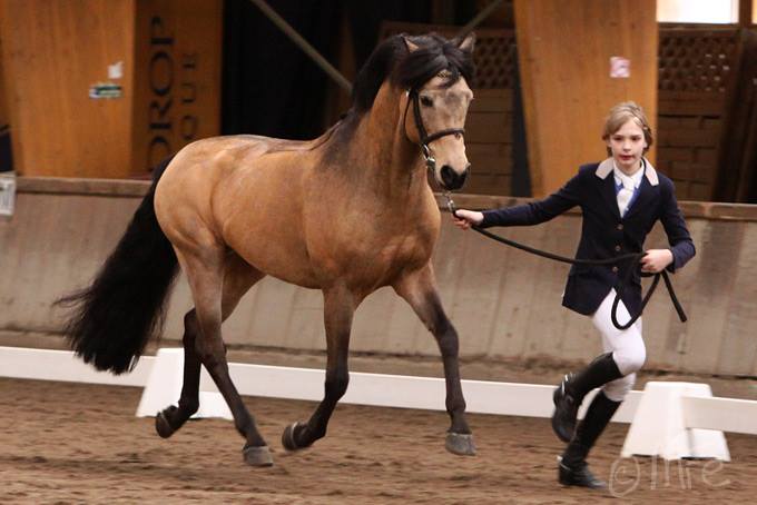 Foto des Ponys Rodeo du Milon