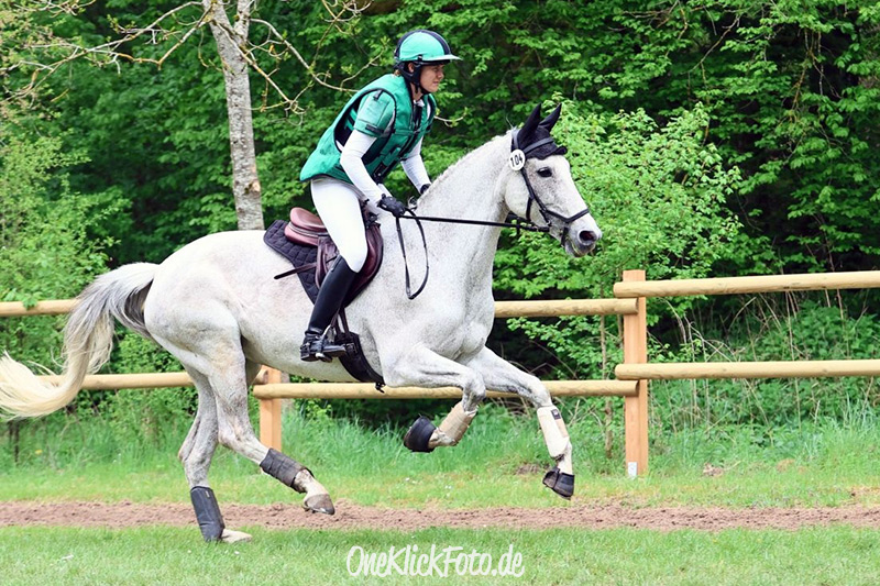 Foto des Pferdes Crisma Lancastrian