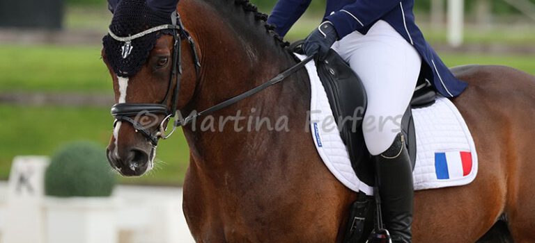 Foto des Ponys Boston du Verdon