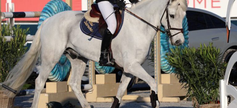 Foto des Ponys Troubadour Optimus
