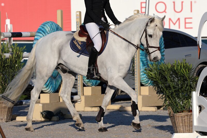 Foto des Ponys Troubadour Optimus