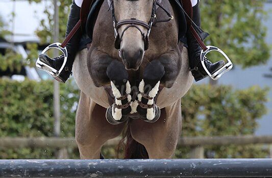Partbred Corona Boy