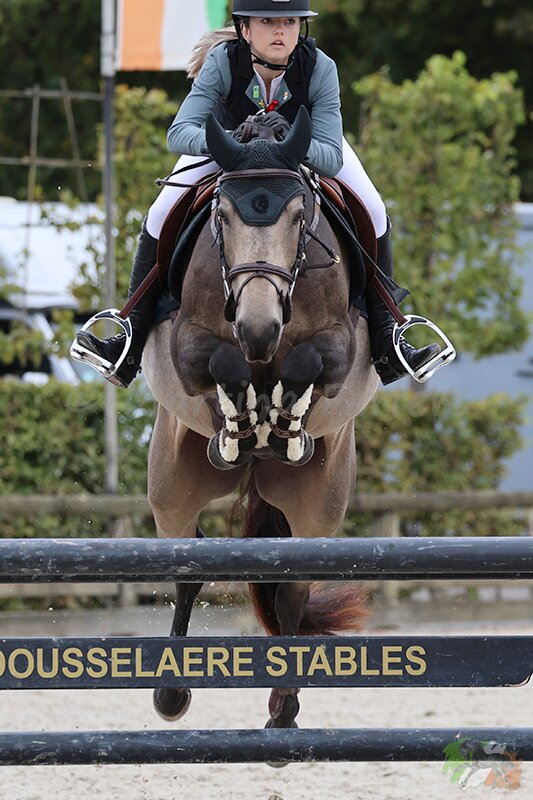 Partbred Corona Boy