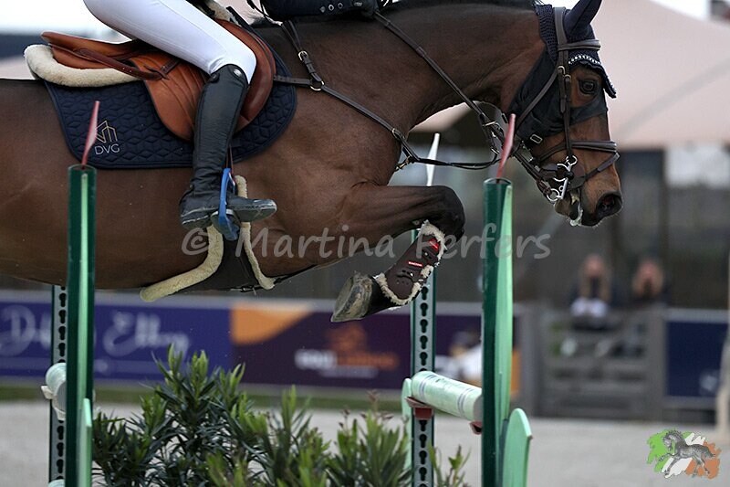 Foto des Ponys Jasmines Holly