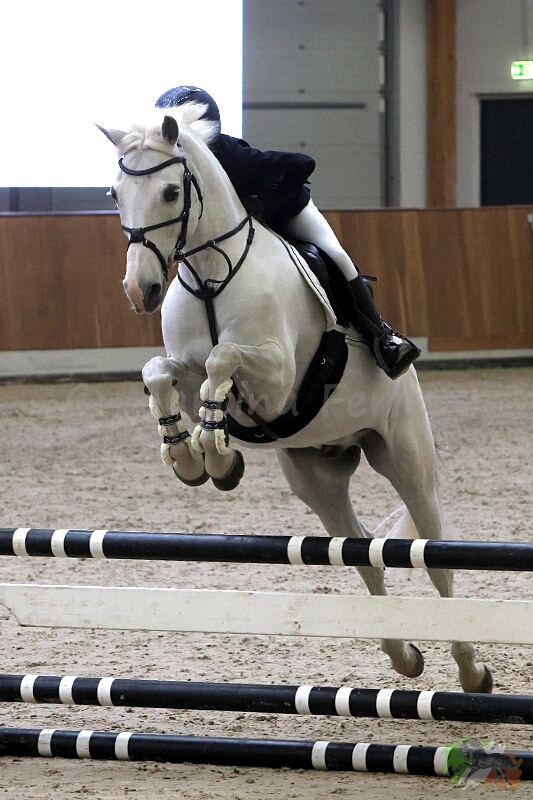 Foto des Ponys Mateo di Belle