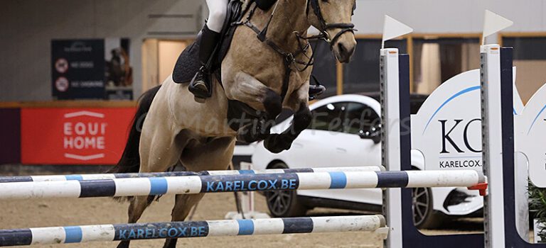 Foto des Ponys Springers Nashville