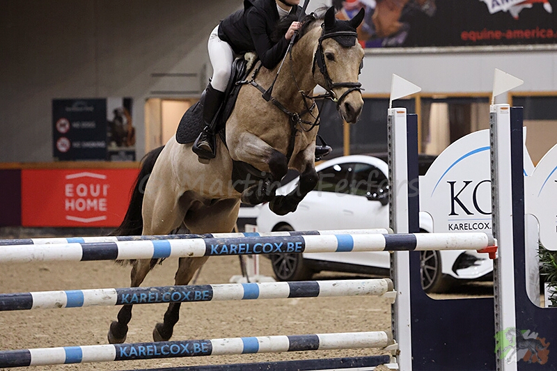 Foto des Ponys Springers Nashville