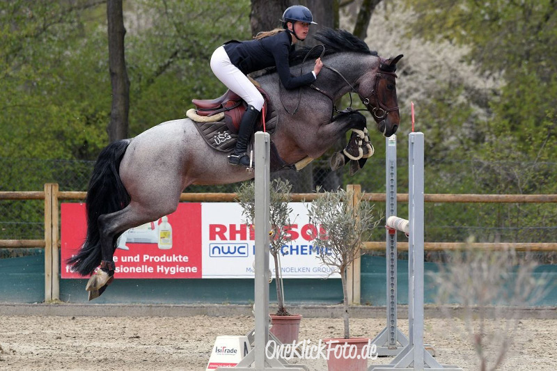 Foto des Ponys Delandro 8