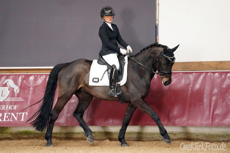 Foto des Ponys Diamond's Stripe