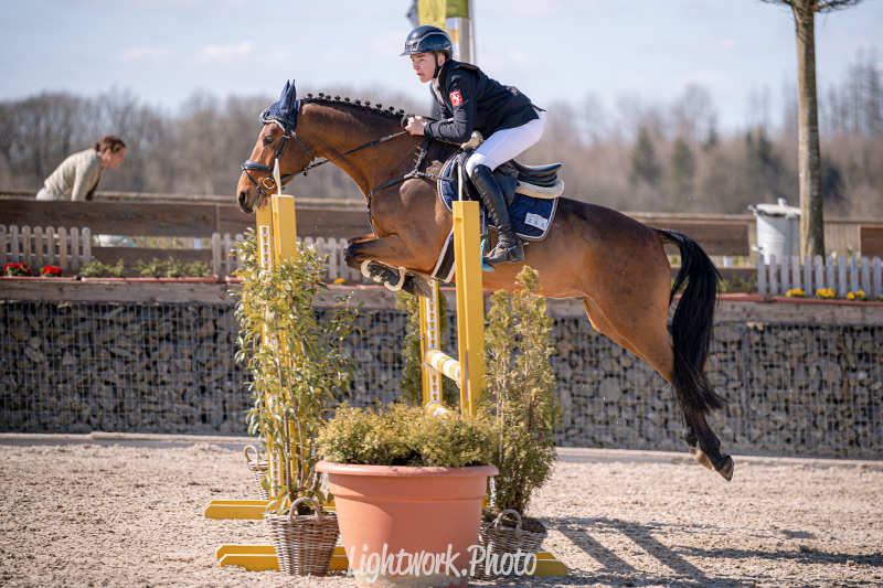 Partbred Drachenherz R