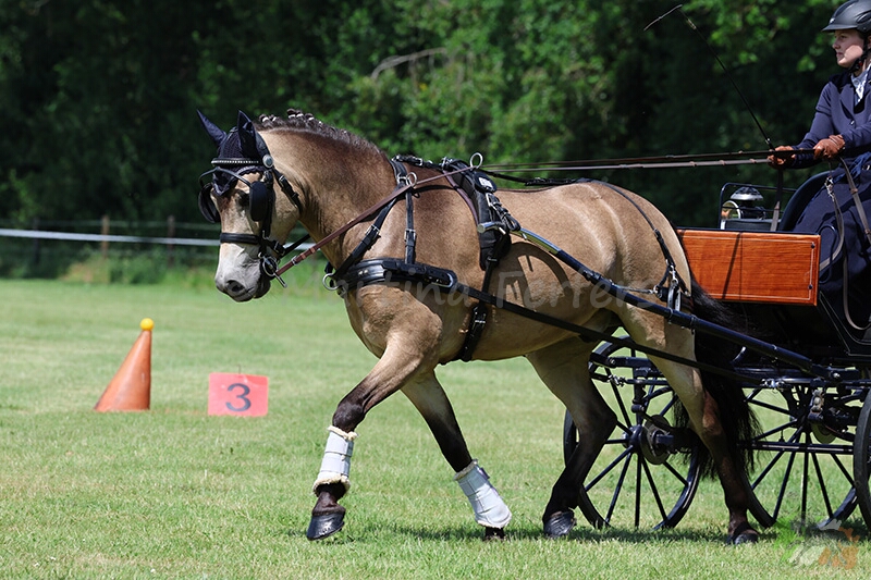 Foto des Partbreds Akito 90