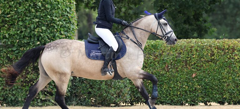 Connemara Pony Drumcrave Lorenzo