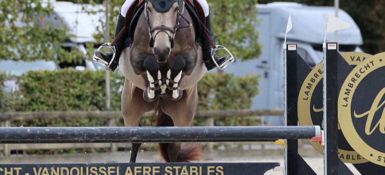 Partbred Corona Boy