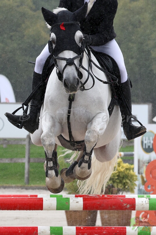 Partbred PJV Bella