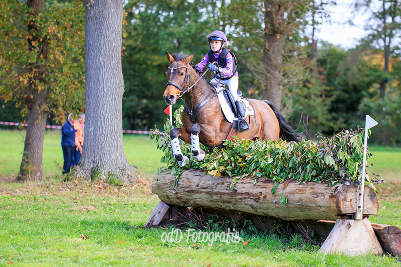 Connemara Pony Ballylee Villa Lass